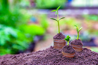 Close-up of potted plant