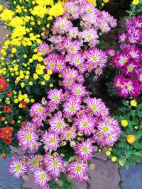 High angle view of purple flowering plants