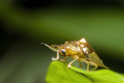 Close-up of insect on leaf