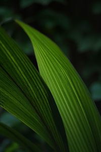 Close-up of green leaves