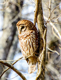 Close-up of owl perching on branch