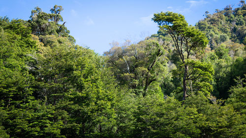 Scenic view of forest against sky