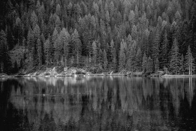 Scenic view of lake in forest