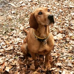 Portrait of a dog