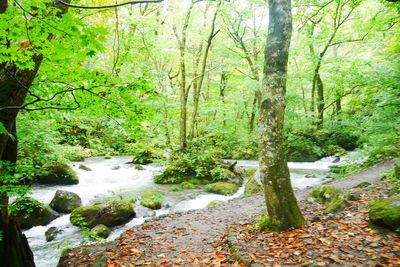 Stream amidst trees in forest