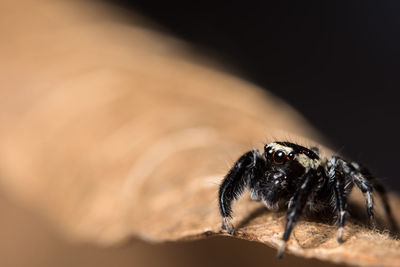 Close-up of spider