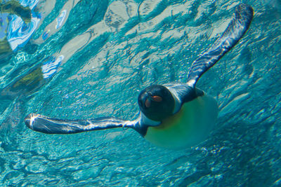 Penguin swimming in sea