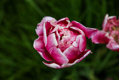 Close-up of pink rose