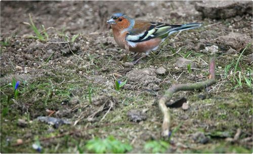 Bird on field