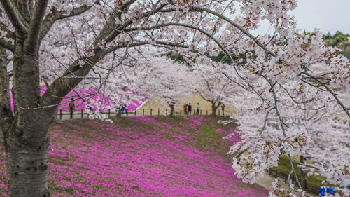 View of cherry blossom trees in park