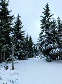 Trees on snow covered landscape