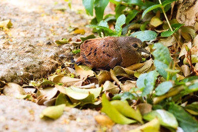 High angle view of lizard on field