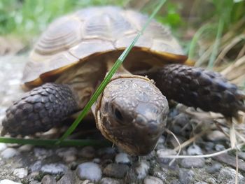 Close-up of turtle on ground