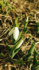 High angle view of white flowering plant on field