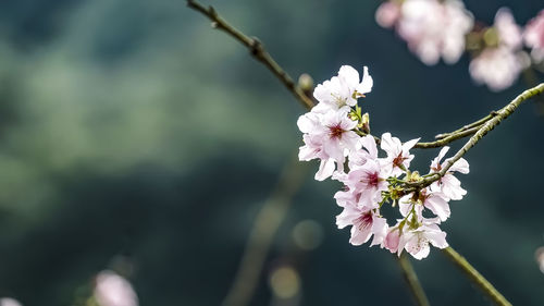 Close-up of cherry blossoms in spring