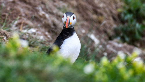 Close-up of a bird