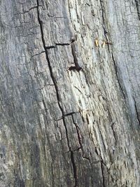 Close-up of tree trunk