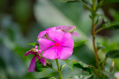 Close-up of pink flowering plant
