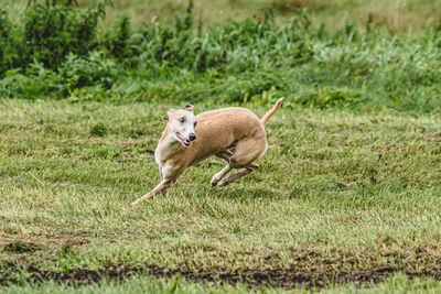 Dogs on grassy field