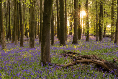 Trees in forest