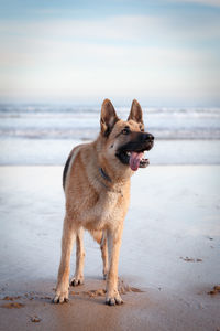 Dog looking away on beach