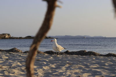 Seagull perching on a beach