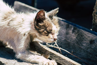 Close-up of a cat looking away