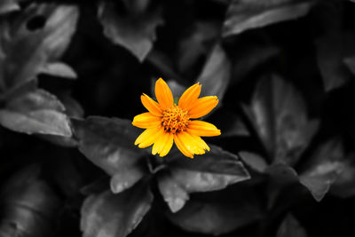 Close-up of yellow flowering plant