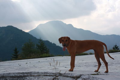 Dog standing on mountain against sky