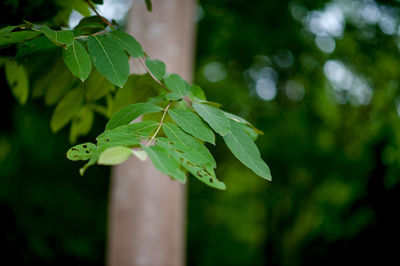 Close-up of green leaves