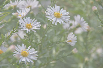 Close-up of white daisy flowers