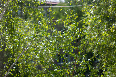 Close-up of fresh green plants