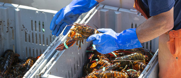 Live maine lobsters being sorted by size in to separate bins to be sold at market.