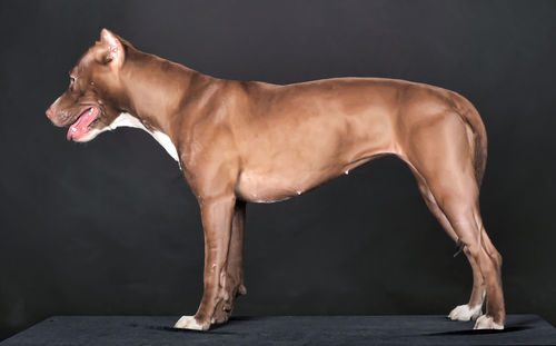 Side view of dog against black background