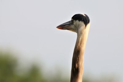 Close-up of a bird