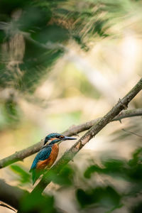 Bird perching on branch