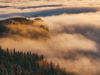 Scenic view of forest against sky during sunset