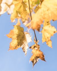 Low angle view of maple tree against blue sky