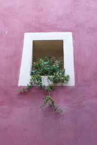 High angle view of pink flowering plant against wall