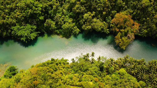 Scenic view of river amidst trees in forest