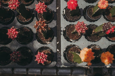Full frame shot of potted plants