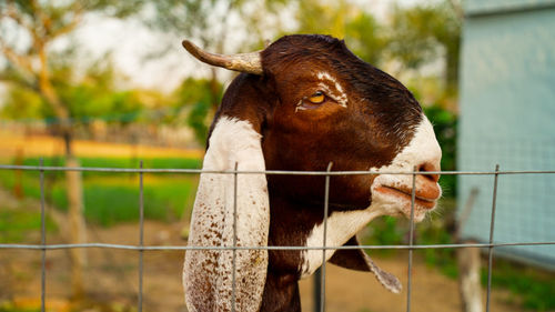 Close-up of a horse on field
