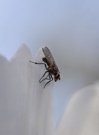 Close-up of fly on window