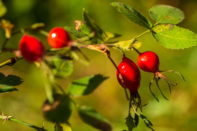 Close-up of red berries growing on tree