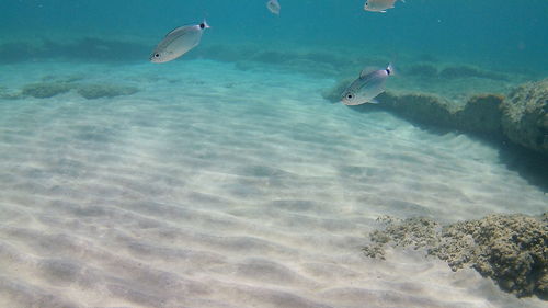 Fish swimming in sea