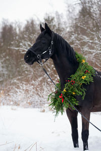 Horse standing on field