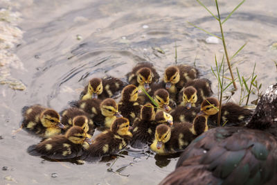 High angle view of birds in lake