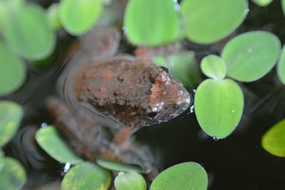 High angle view of leaves in water