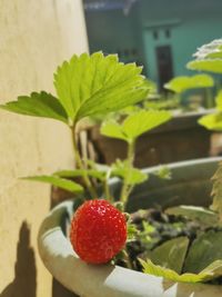 Close-up of hand holding strawberry