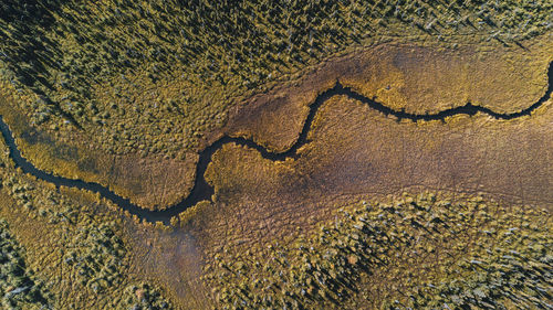 High angle view of lizard on land